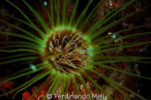 Soft coral (Cerianthus membranaceus) by Ferdinando Meli 